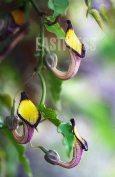 EA337765, Eastpress, Chania, Greece